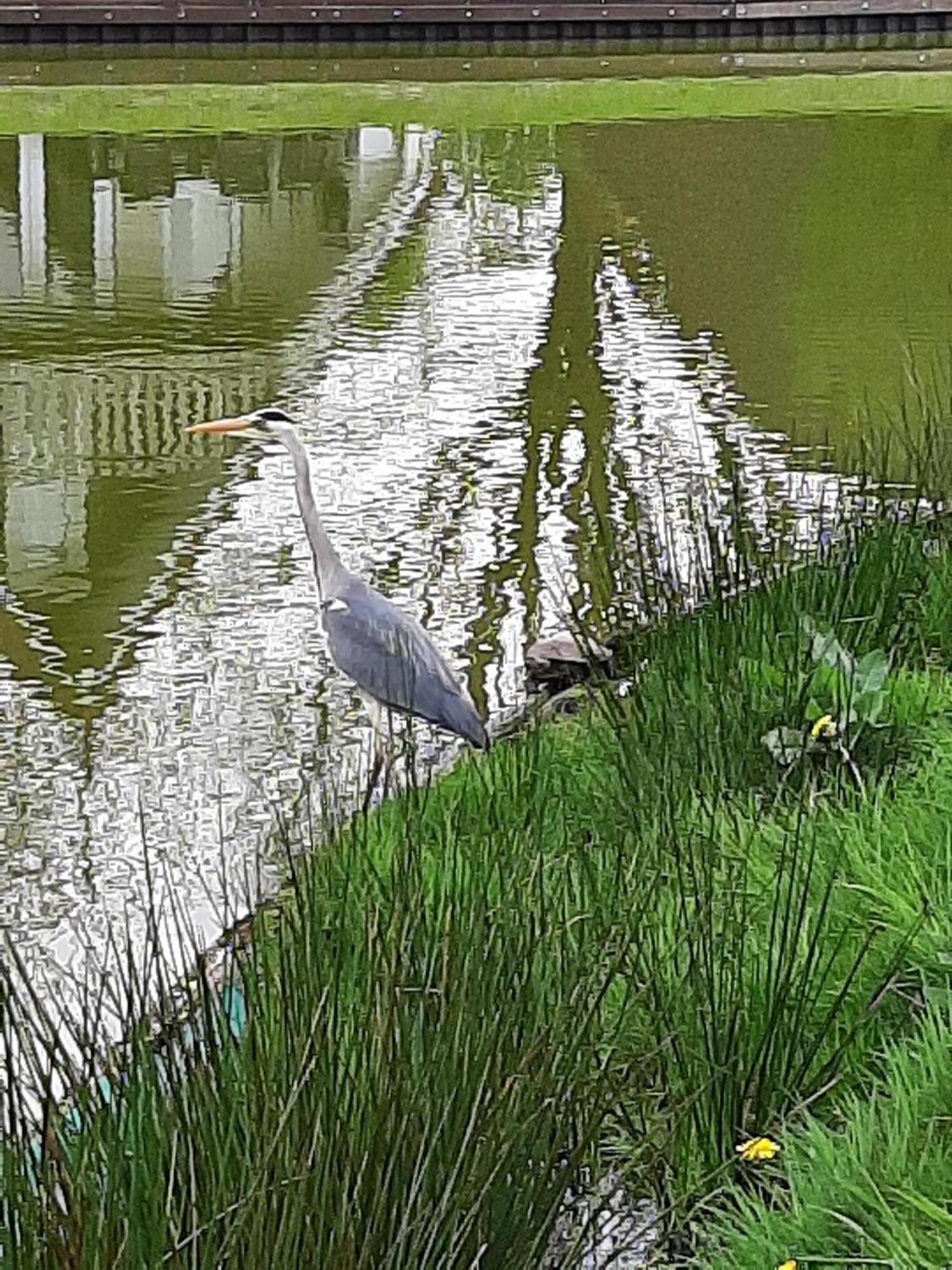 Stijlvol Aan De Visvijver Gramsbergen Bagian luar foto